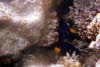 Blauer Segelflossendoktorfisch