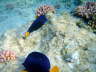 Fische am Riff -Blauer Segelflossendoktor
