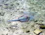 Fische am Riff -Blaupunktrochen 2