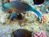Fische am Riff -Kugelkopf-Papageifisch