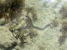 Fische am Riff -Unbenannte Seeschlange