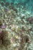 Korallen am Hausriff I