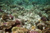 Korallen am Hausriff II