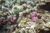 Korallen am Hausriff III