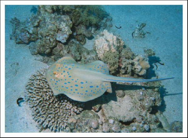 Fische am Riff -Blaupunktrochen 1