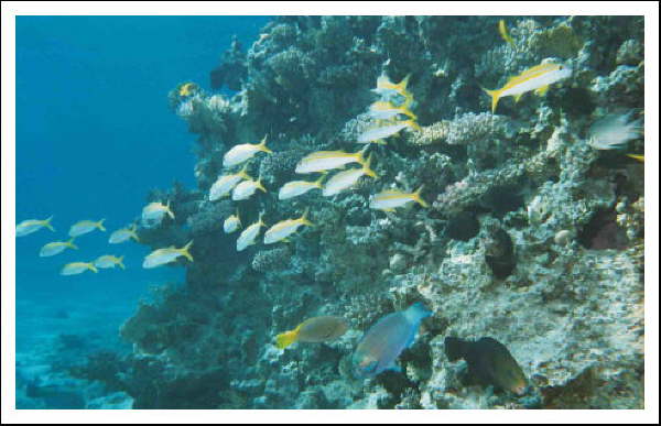 Fische am Riff -Fischgruppe