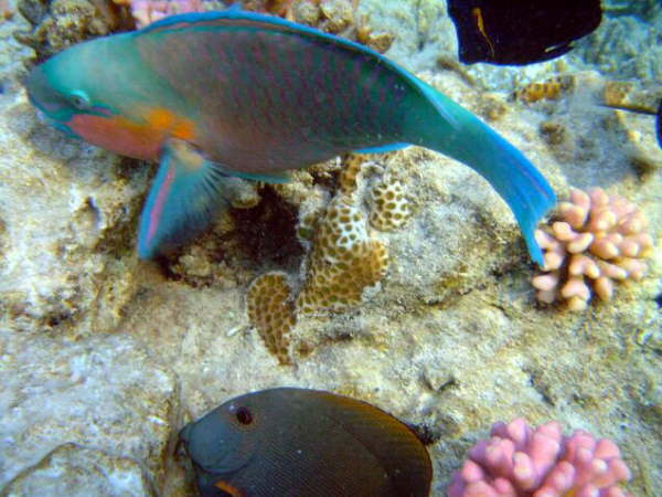 Fische am Riff -Kugelkopf-Papageifisch