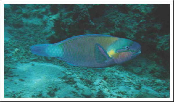 Fische am Riff -Papageifisch