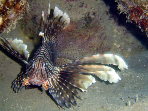 Fische am Riff -Rotfeuerfisch 2