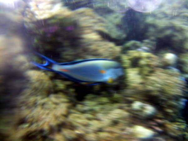 Fische am Riff -Sohaldoktorfisch