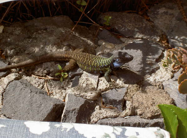 Puerto -Hungrige Echse-