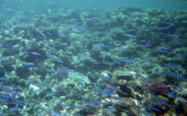 Korallen am Hausriff IV