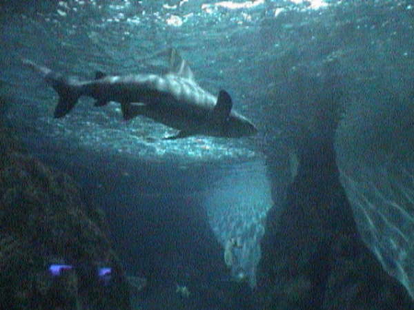 Puerto -Haie im Loro-Park-